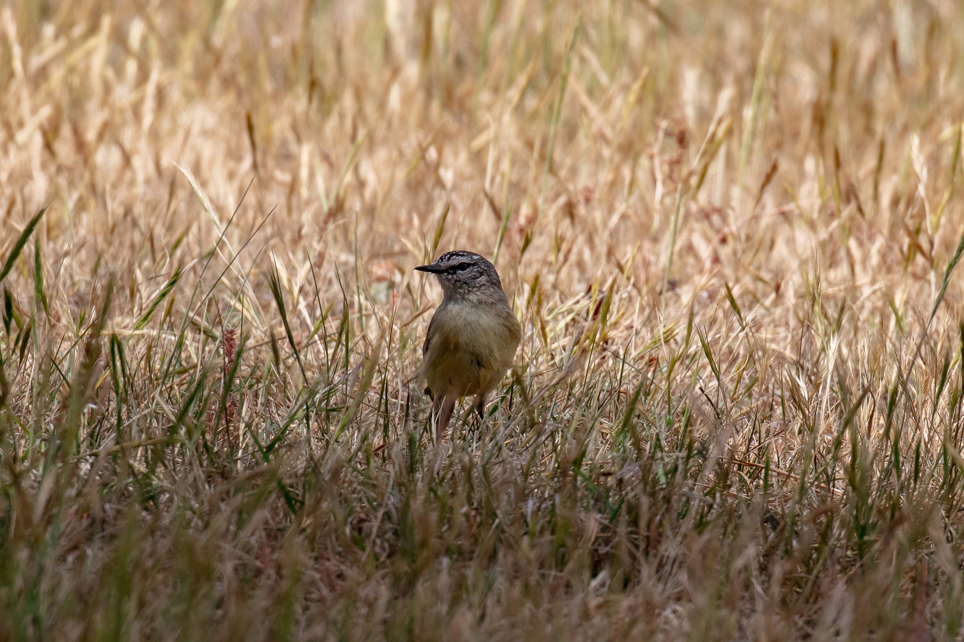 Yellow-rumped Thornbill