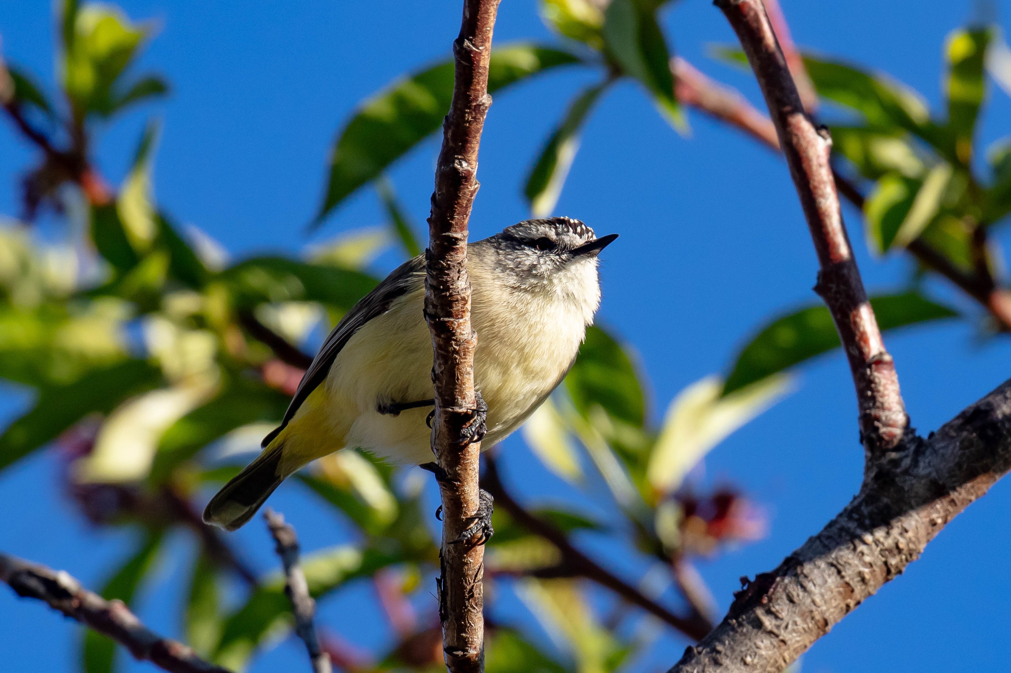 Yellow-rumped Thornbill