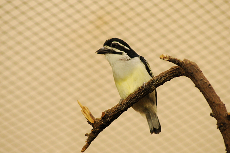 Yellow-rumped tinkerbird at Wuppertal