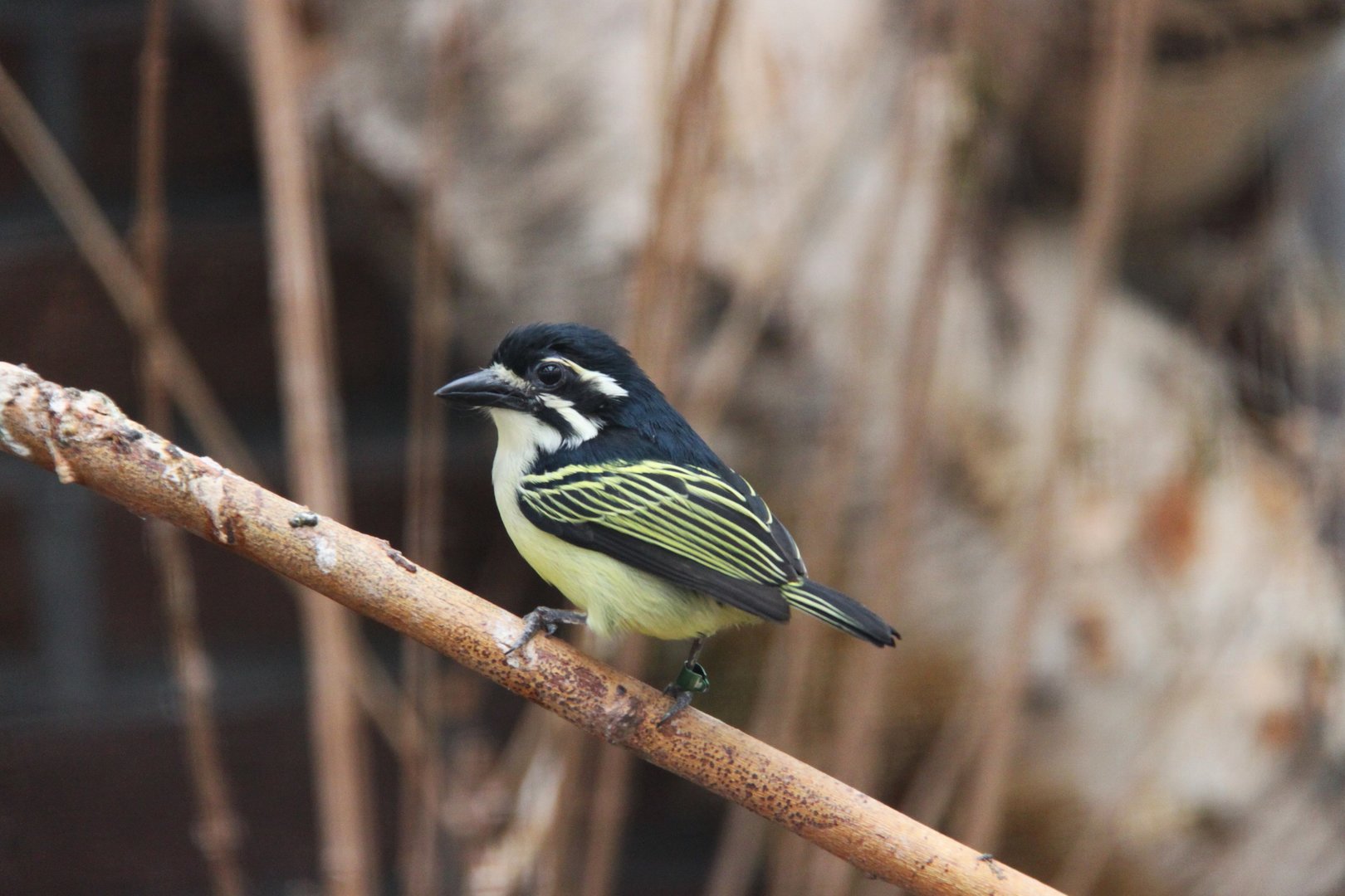 Yellow-rumped tinkerbird (Pogoniulus bilineatus)