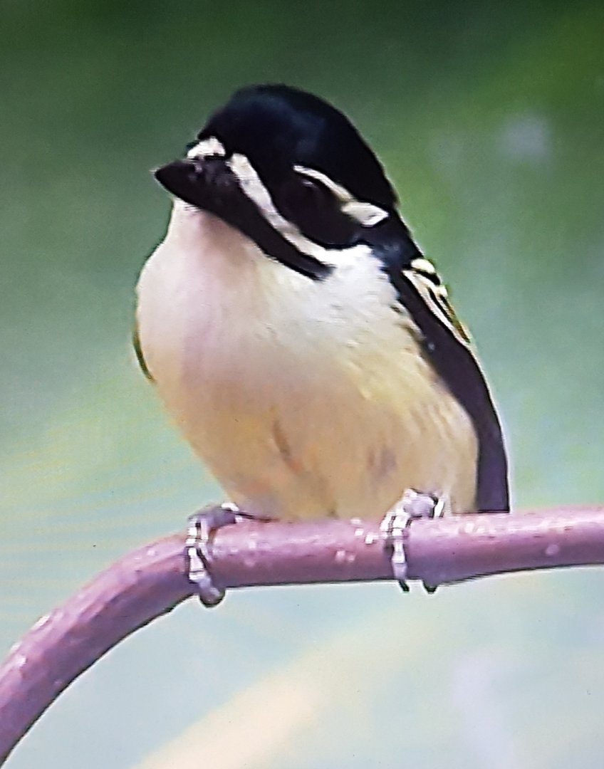Yellow-rumped tinkerbird