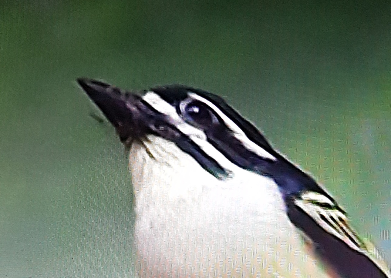 Yellow-rumped tinkerbird