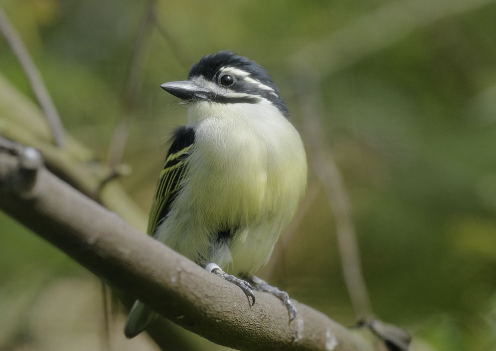 Yellow-rumped tinkerbird