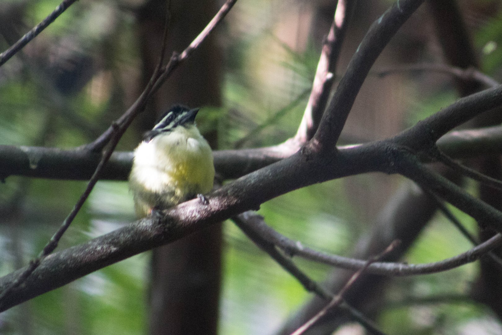 Yellow-rumped tinkerbird