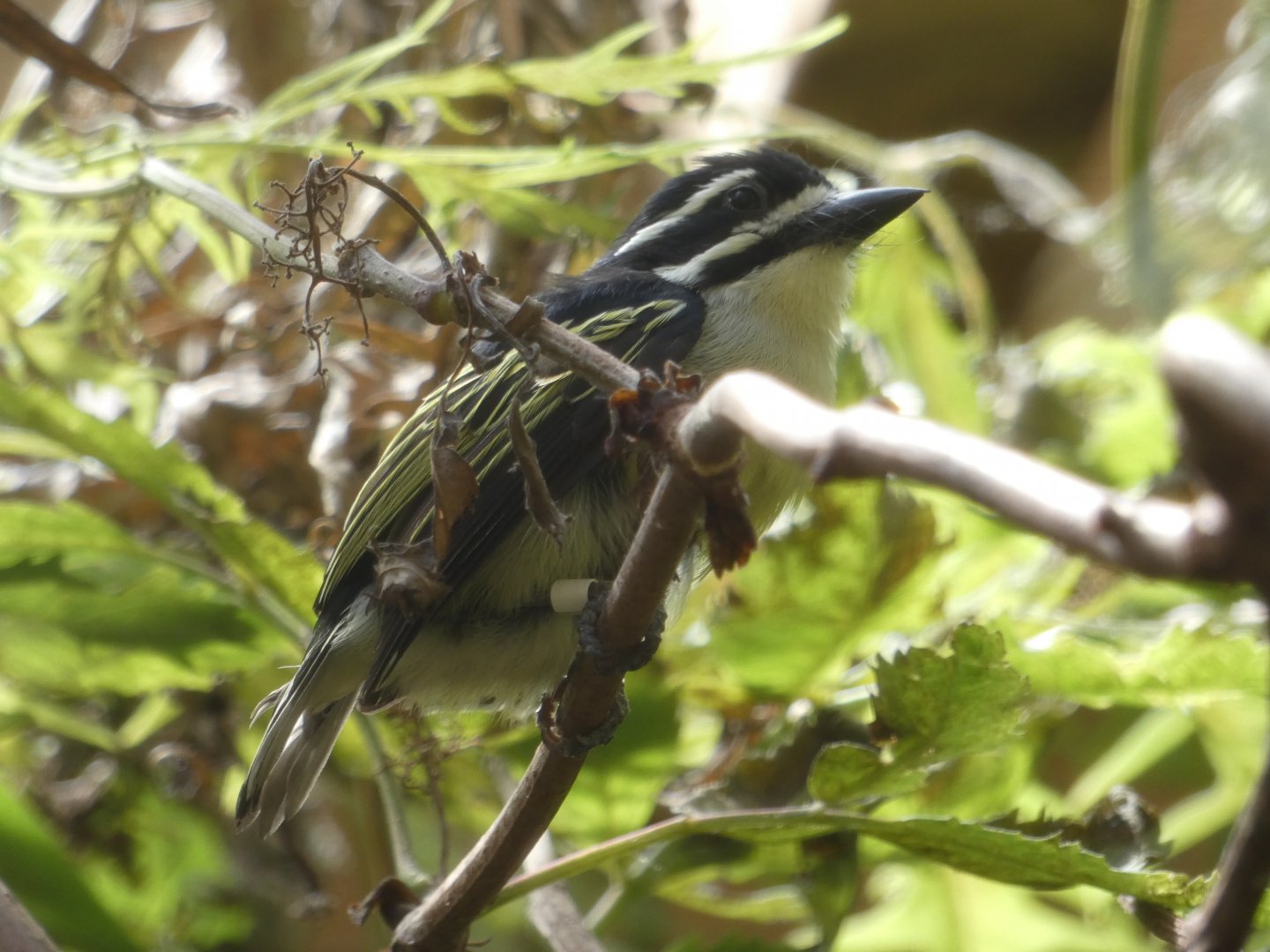 Yellow-rumped Tinkerbird