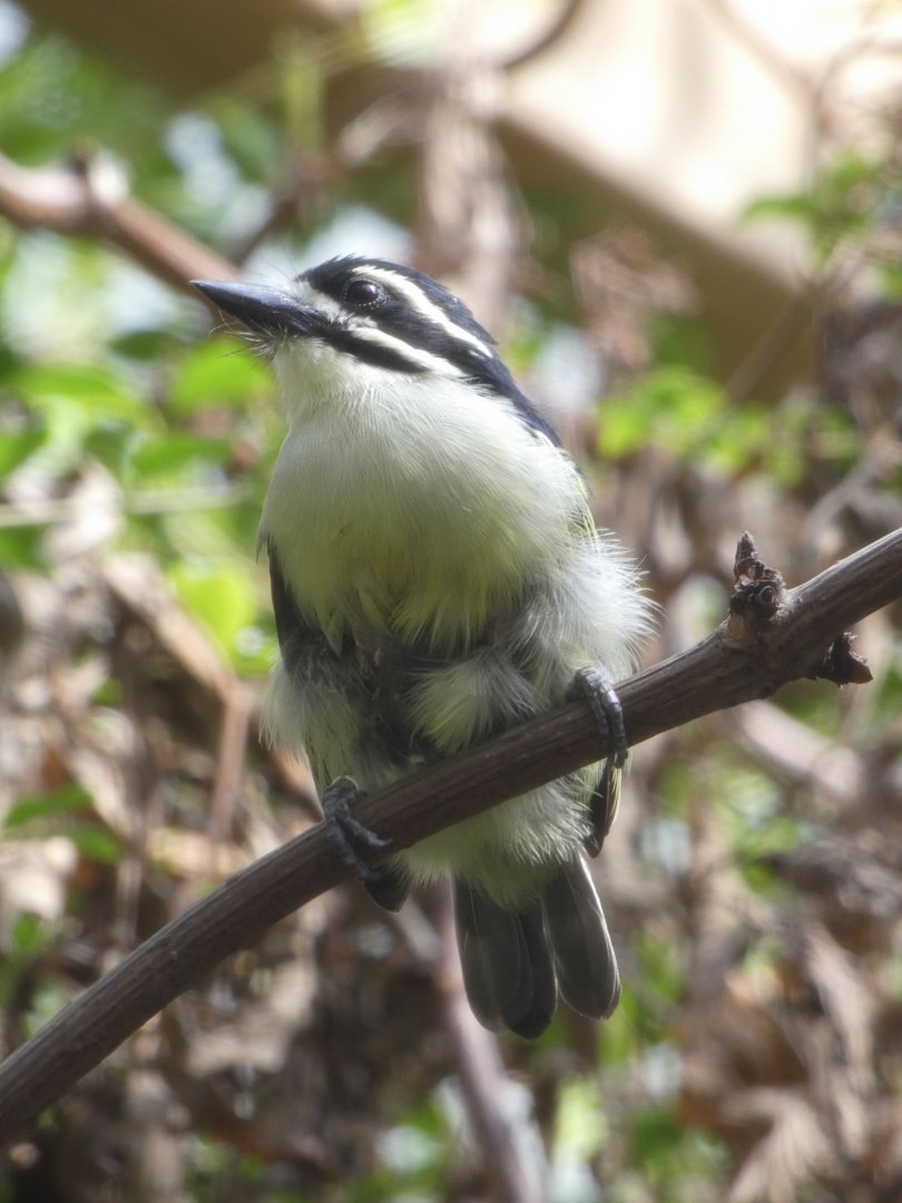 Yellow-rumped Tinkerbird