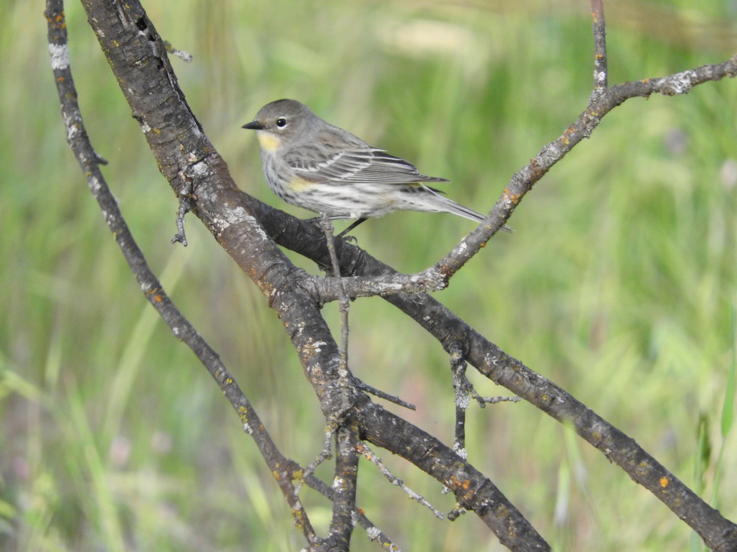 Yellow-rumped Warbler female