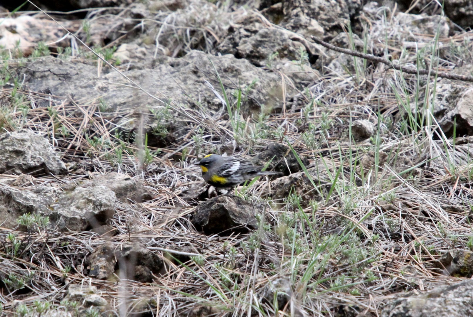 yellow-rumped warbler (Setophaga coronata) Audubon's race