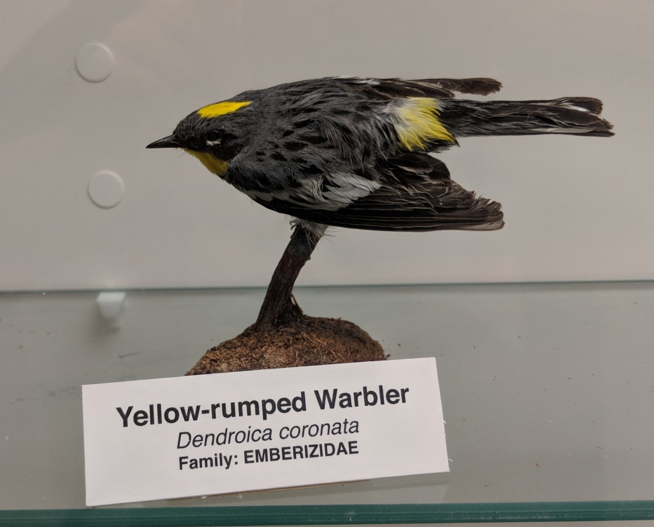 Yellow- rumped warbler (Setophaga coronata)