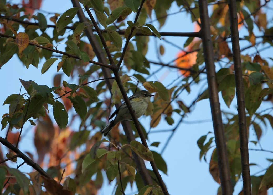 Yellow-rumped Warbler (Setophaga coronata)