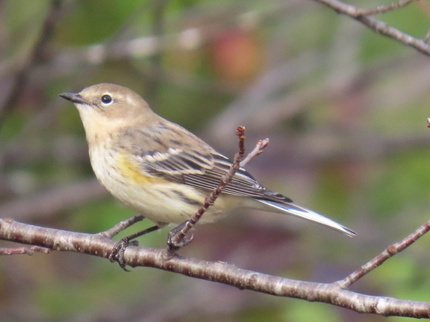 Yellow-rumped Warbler (Setophaga coronata)