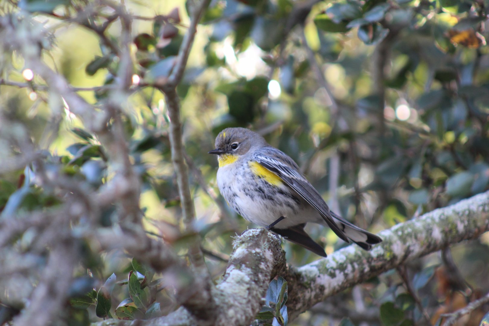 Yellow-Rumped Warbler