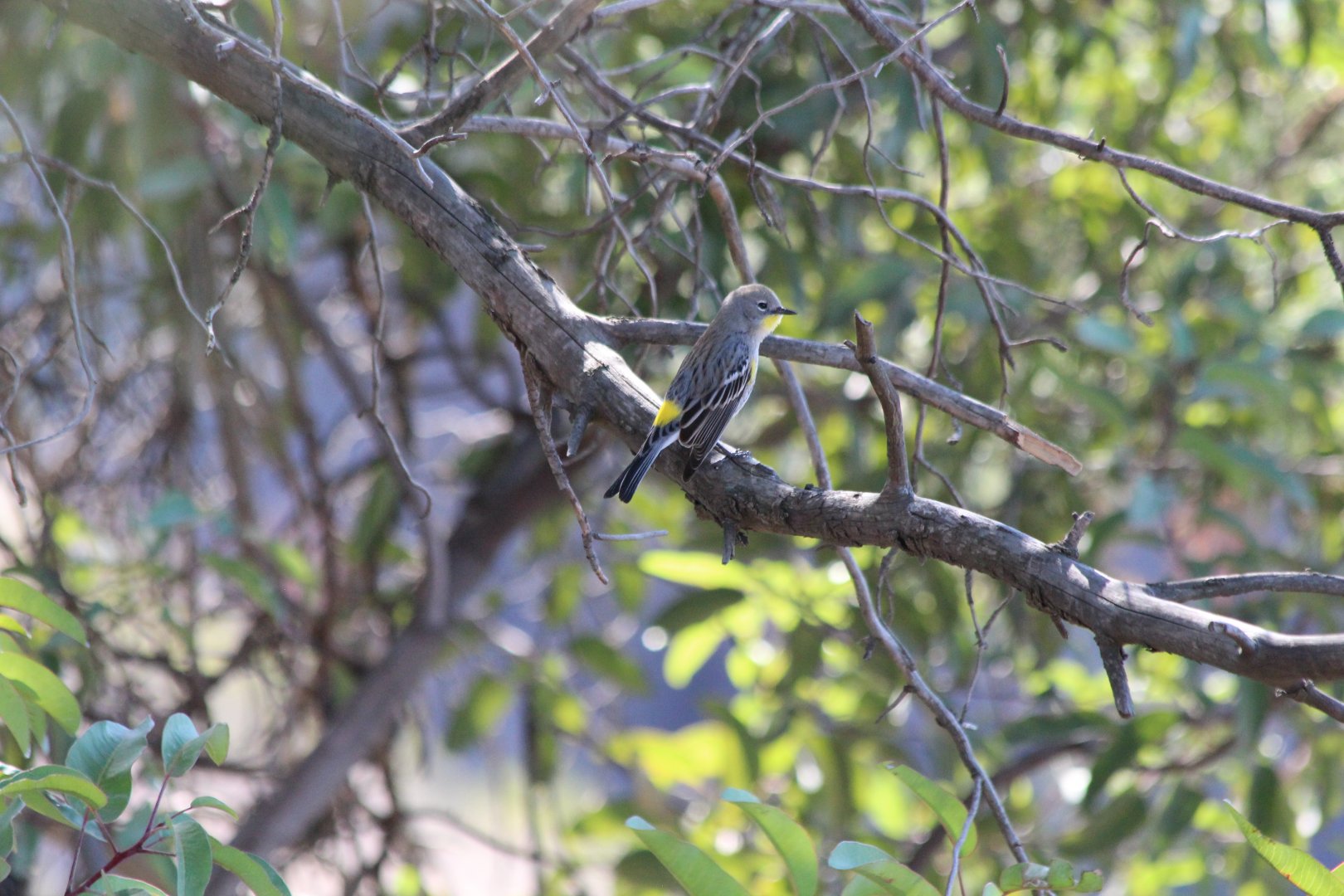 Yellow-rumped Warbler