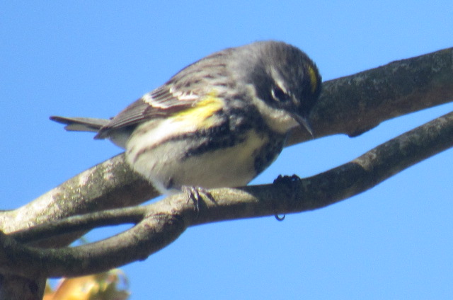 Yellow rumped warbler
