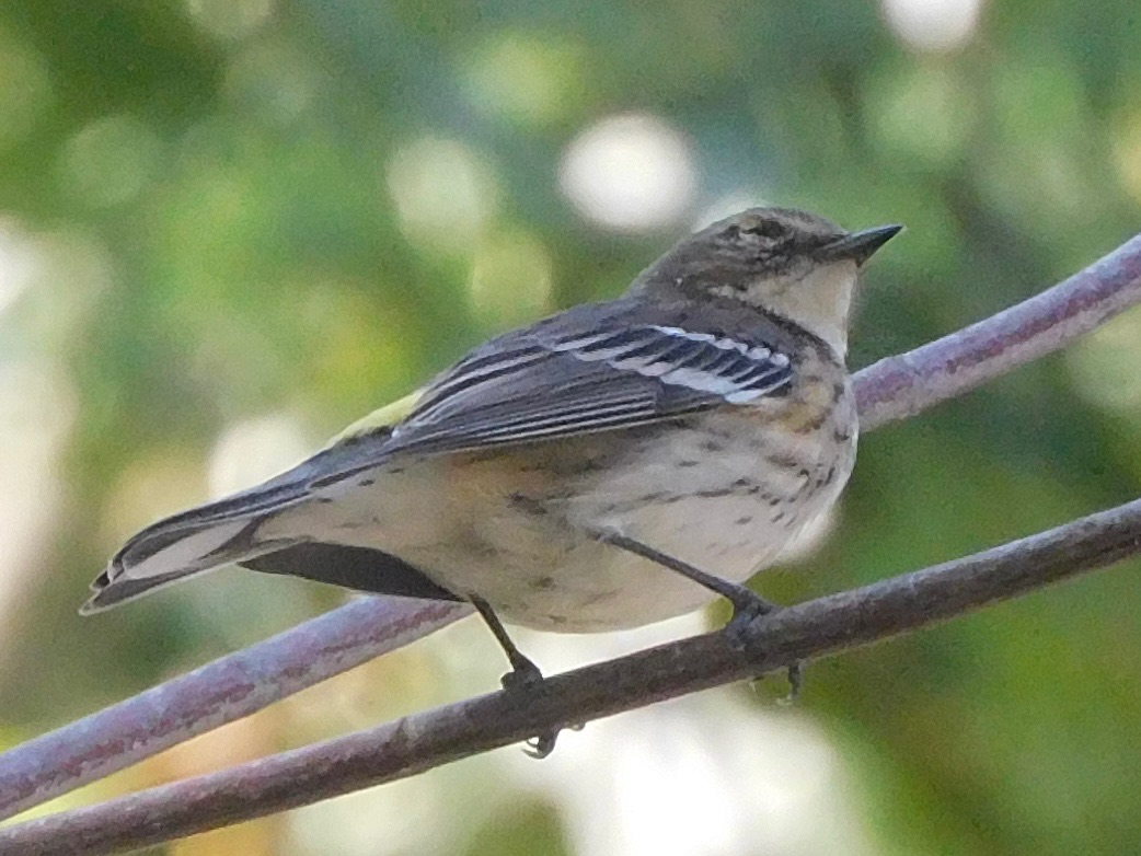 Yellow rumped warbler