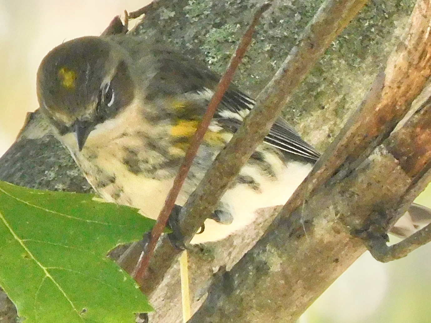 Yellow rumped warbler