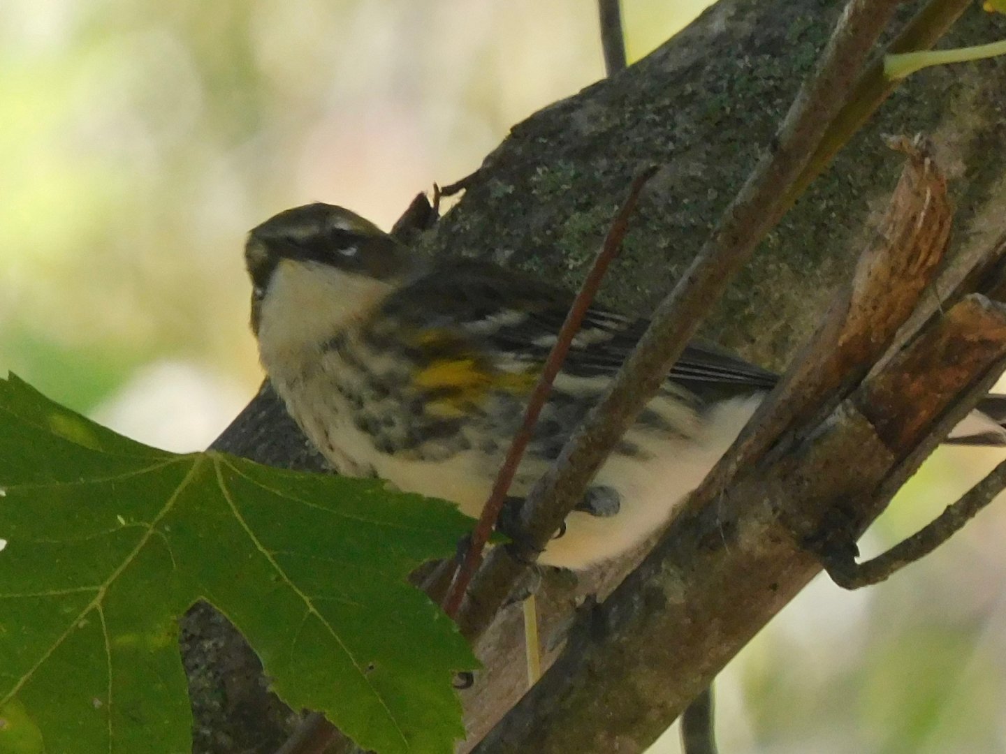 Yellow rumped warbler