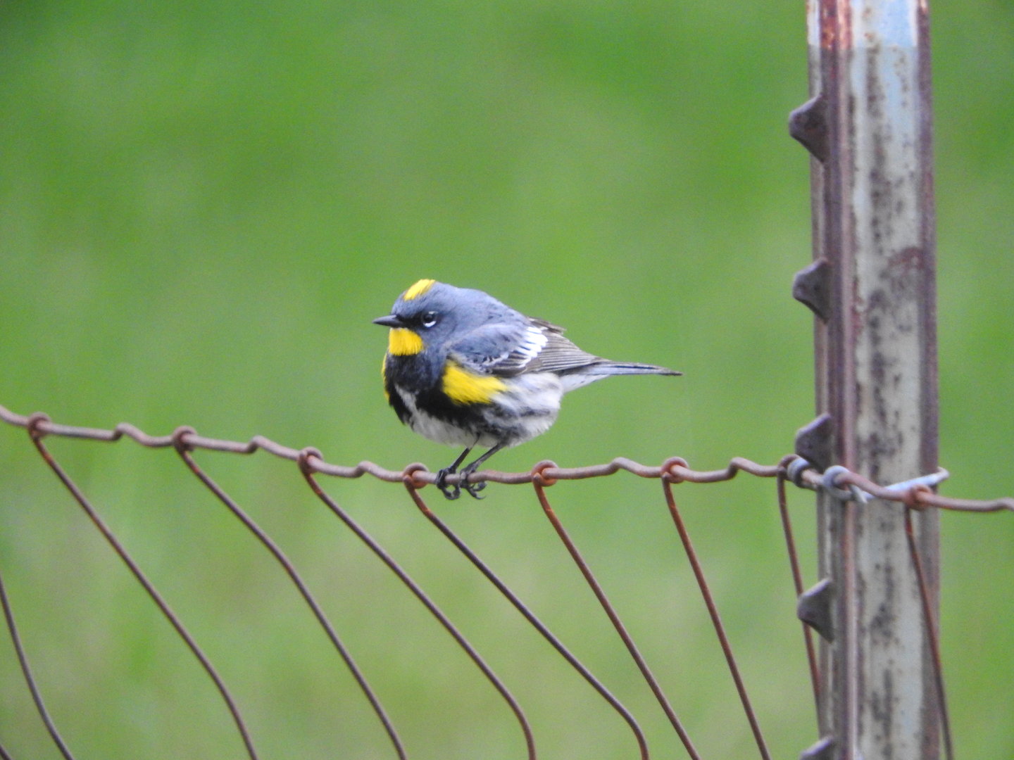 Yellow-rumped Warbler