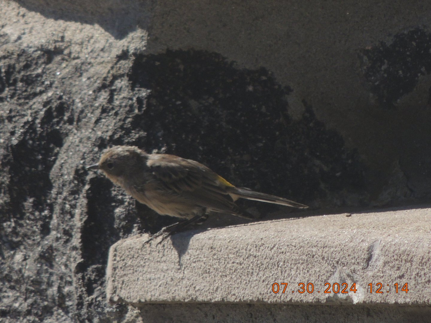 yellow rumped warbler
