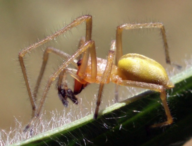 Yellow Sac Spider (Cheiracanthium punctorium)