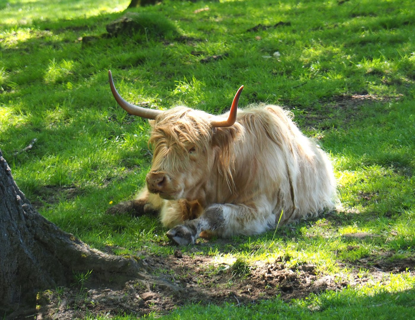 Yellow Scottish Highland cattle (Bos taurus taurus), 2021-05-29