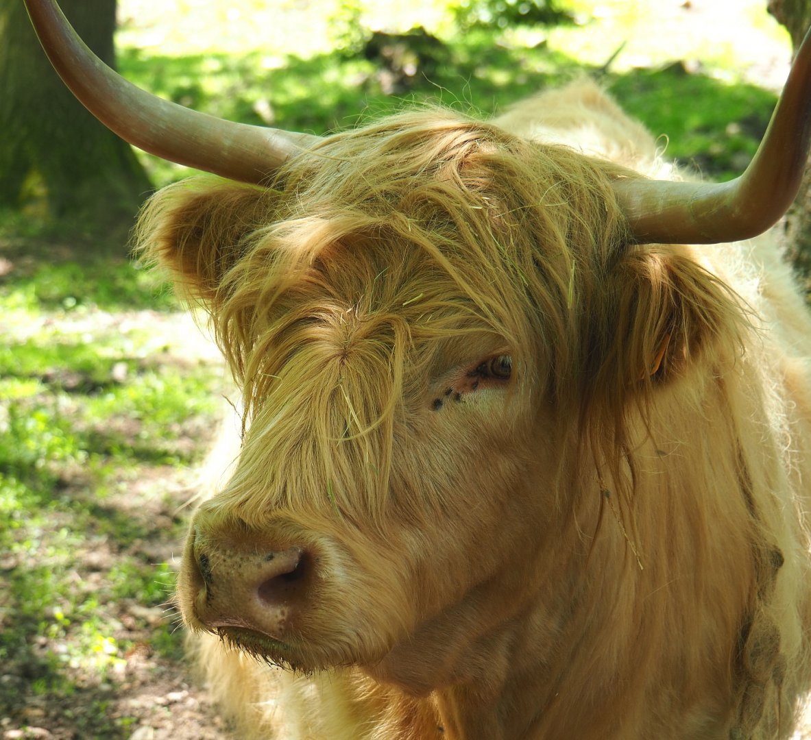 Yellow Scottish Highland cattle (Bos taurus taurus), 2021-05-29