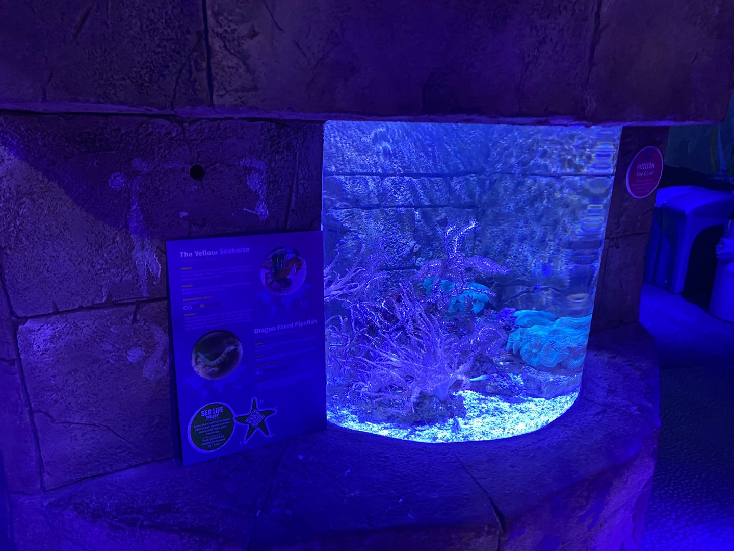 Yellow seahorse and Dragon-faced pipefish exhibit 070123