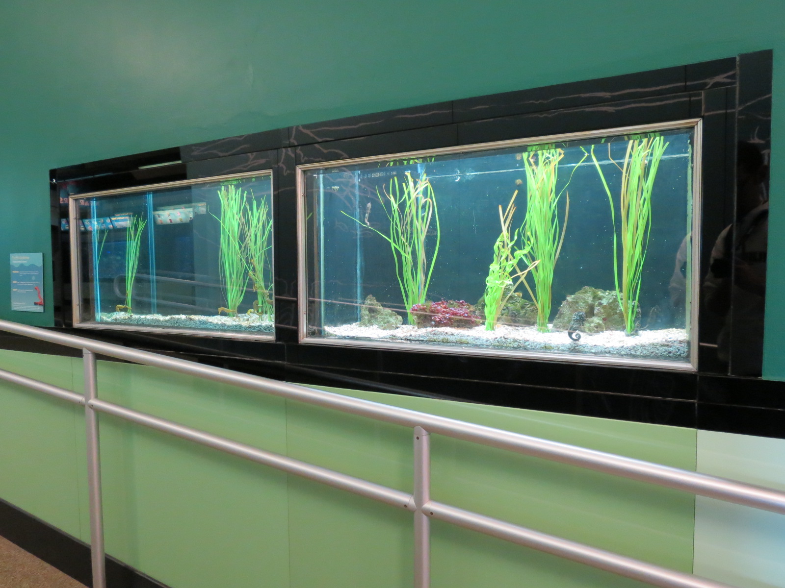 Yellow Seahorse and Pacific Seahorse Exhibits