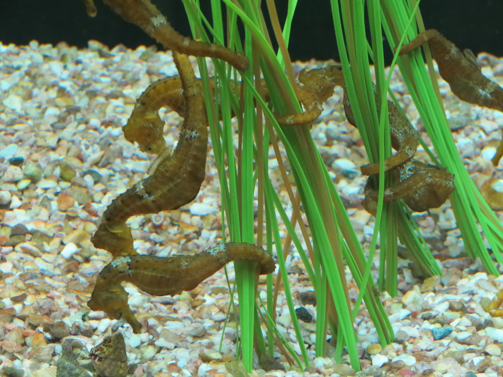 Yellow Seahorse Exhibit