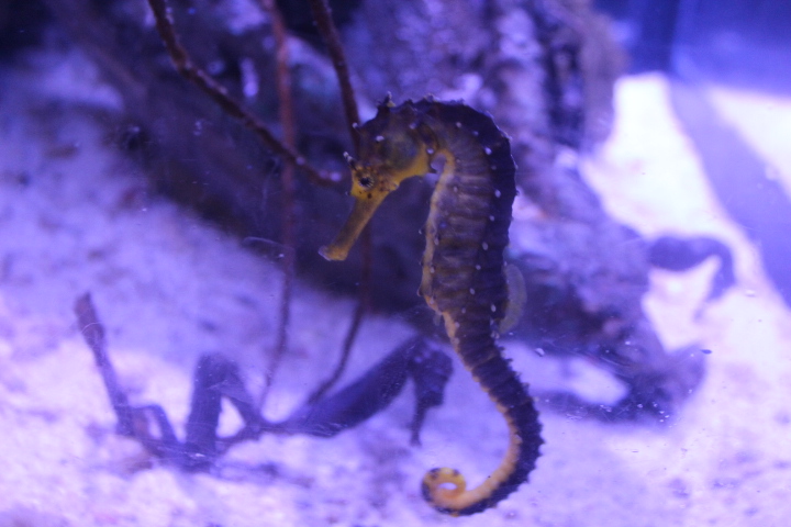 Yellow seahorse (Hippocampus kuda)
