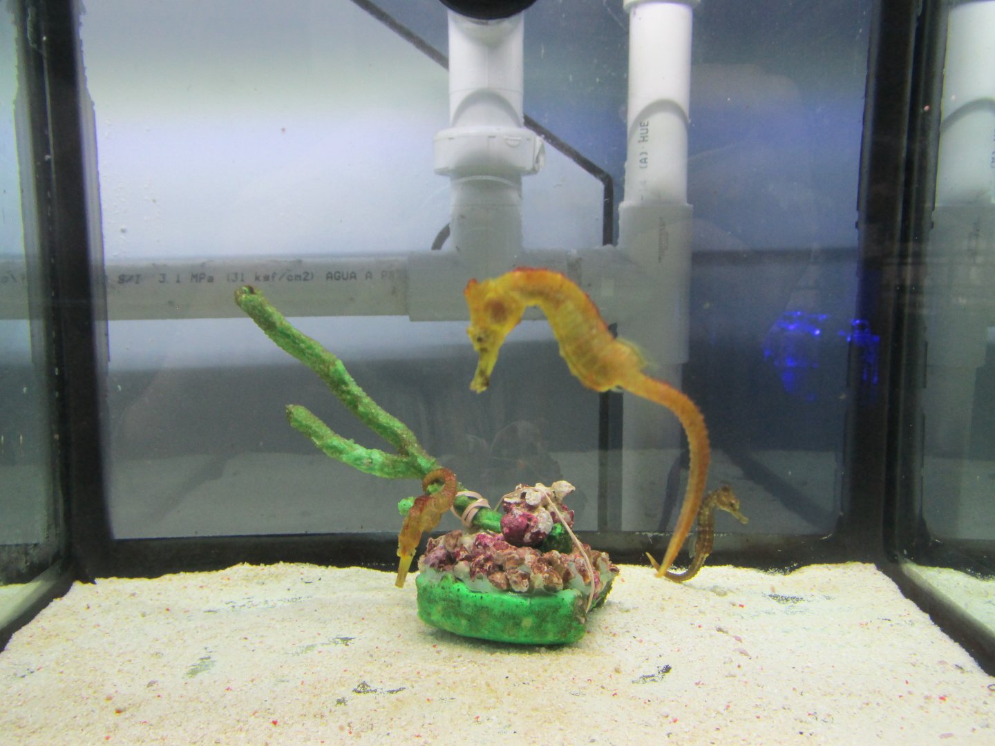 yellow seahorse with young