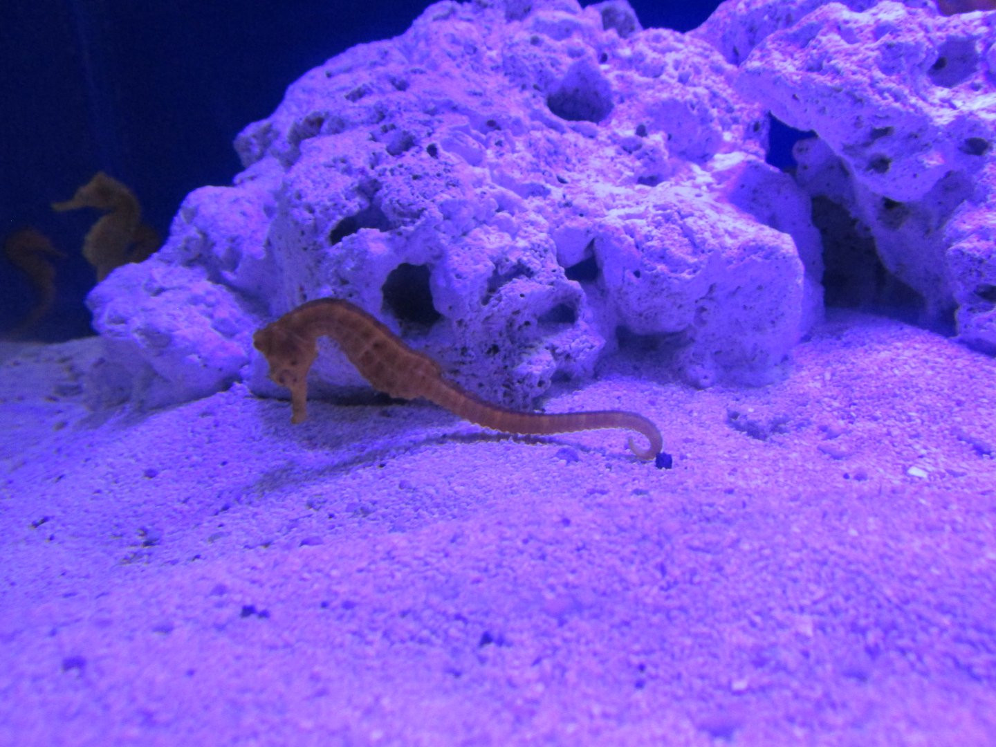 yellow seahorse