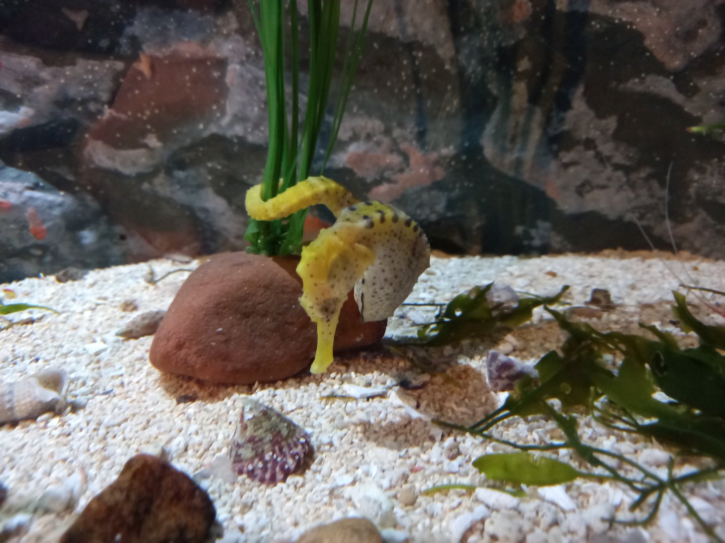 Yellow Seahorse