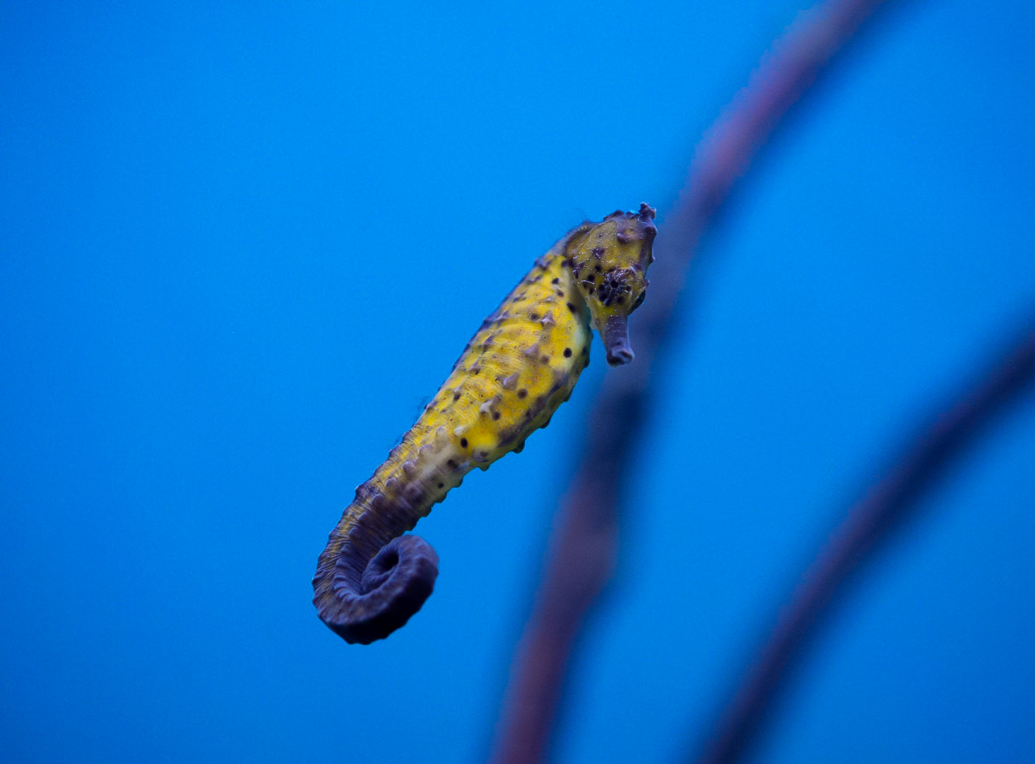 Yellow Seahorse