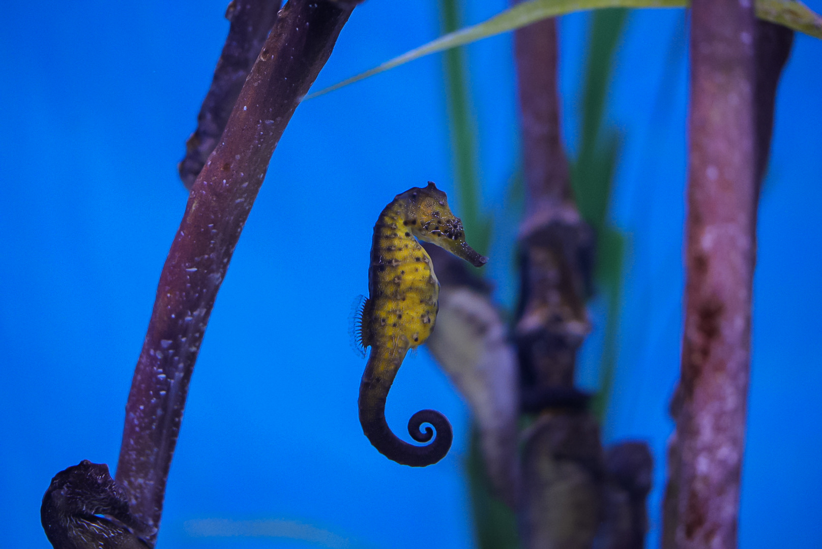 Yellow Seahorses and Alligator Pipefish