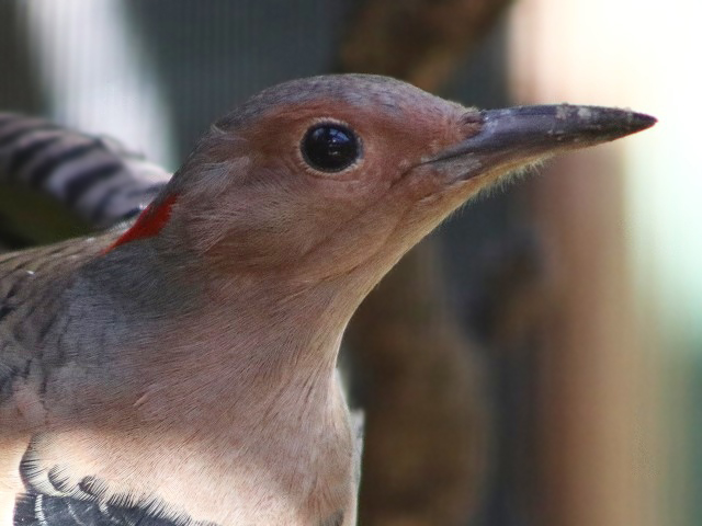 Yellow-shafted Flicker