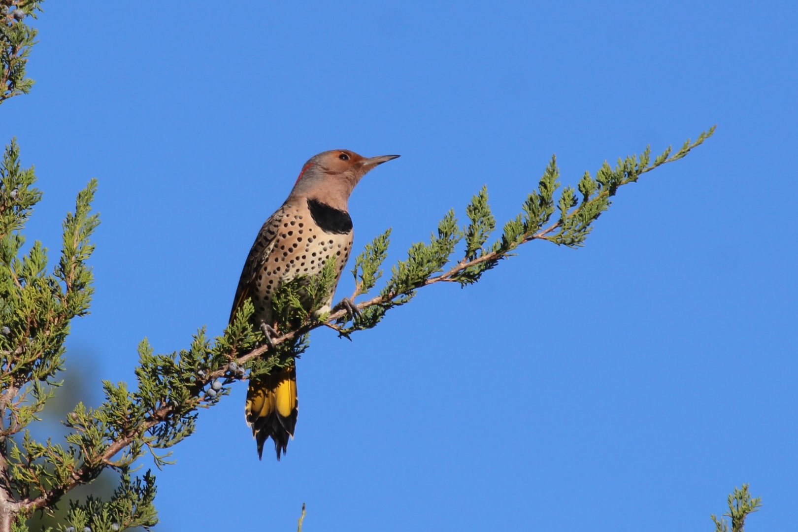 Yellow-shafted Flicker