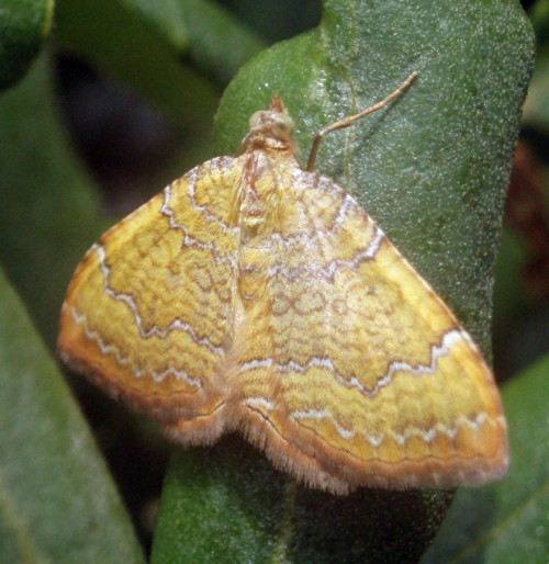 Yellow Shell (Camptogramma bilineata)