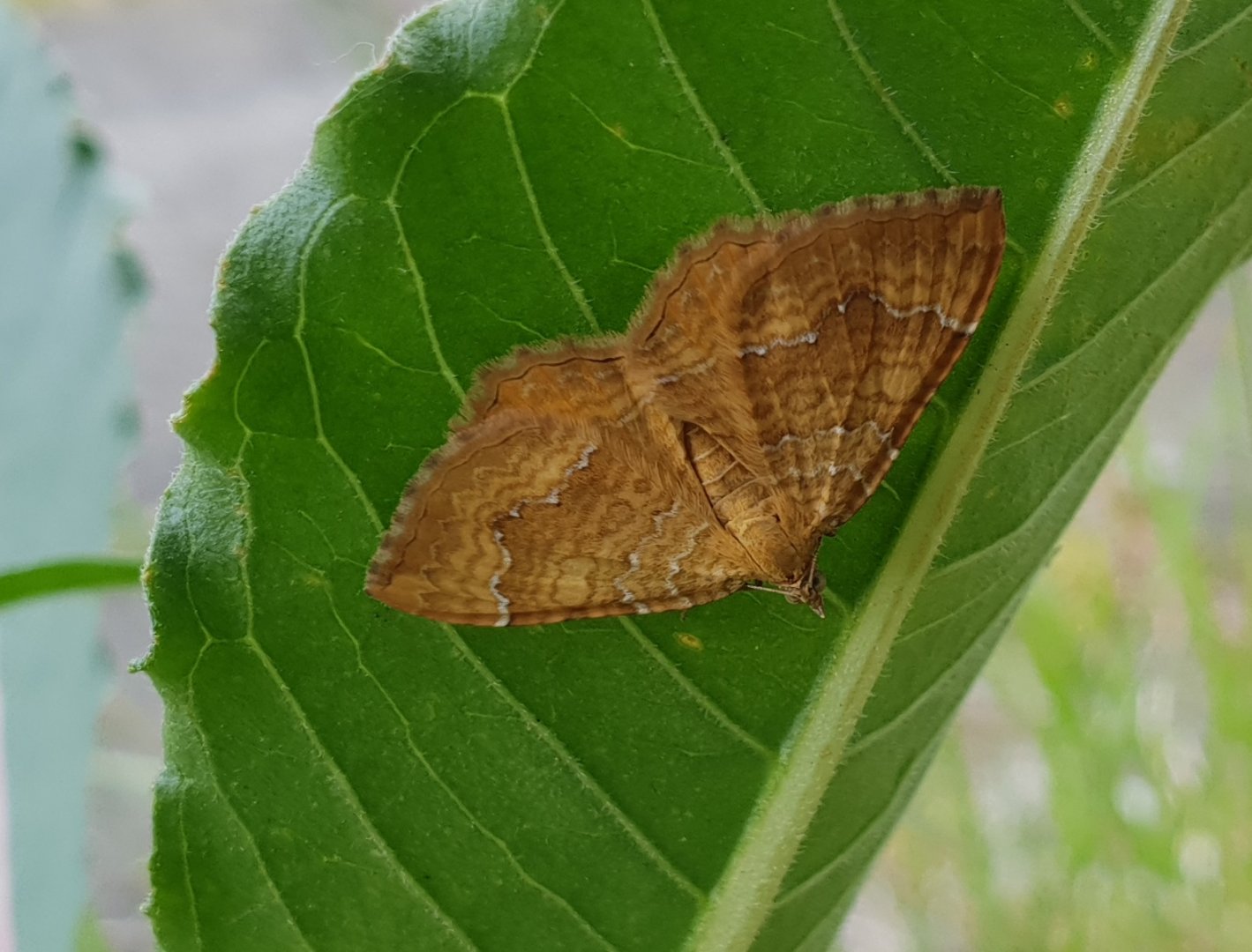 Yellow shell - Camptogramma bilineata