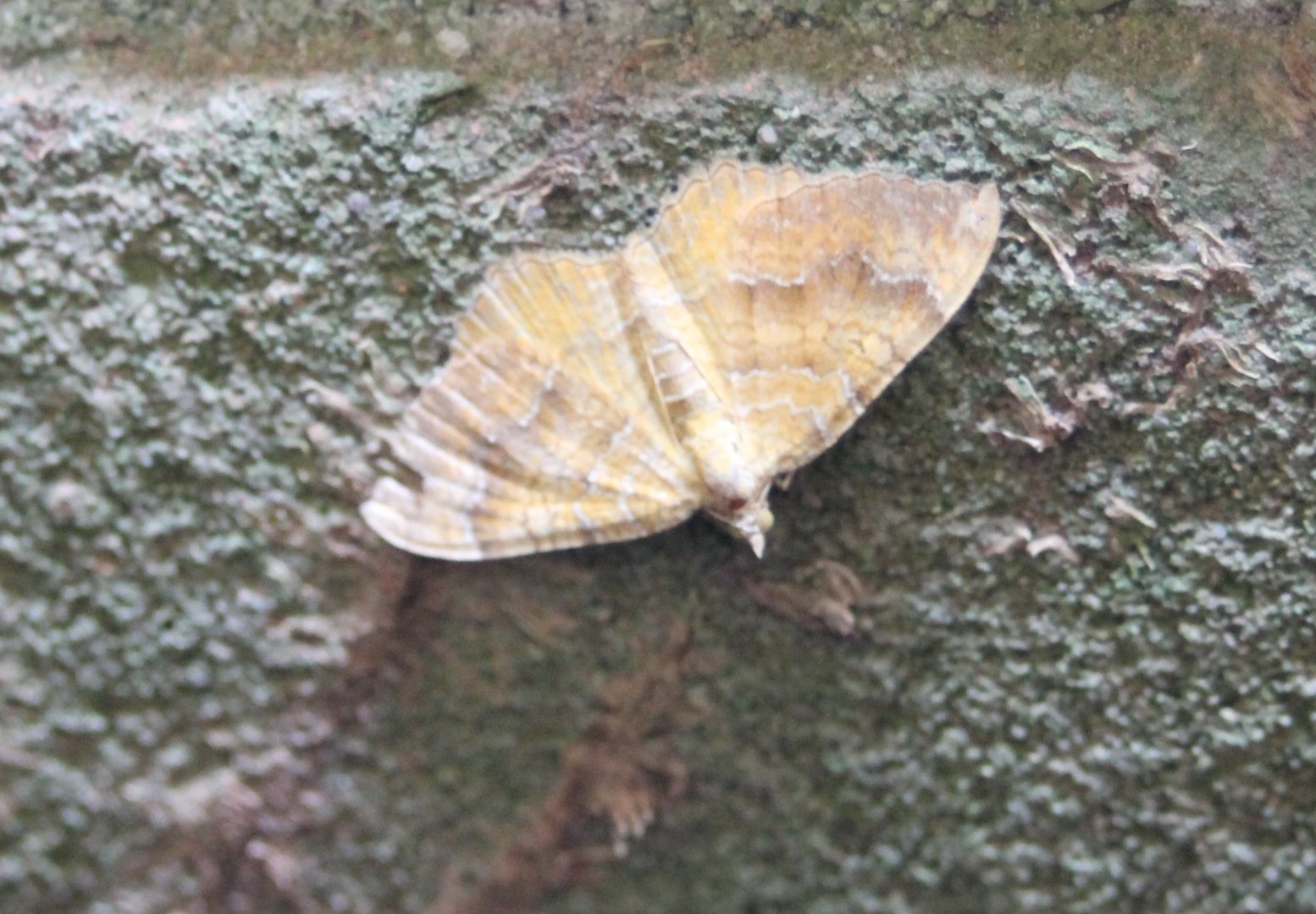 Yellow shell - Canptogramma bilineata