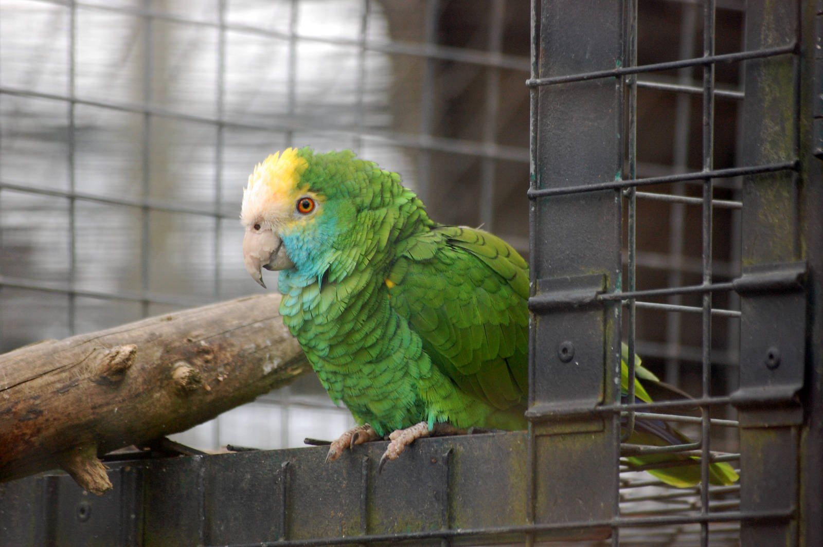 Yellow Shoulder Amazon
