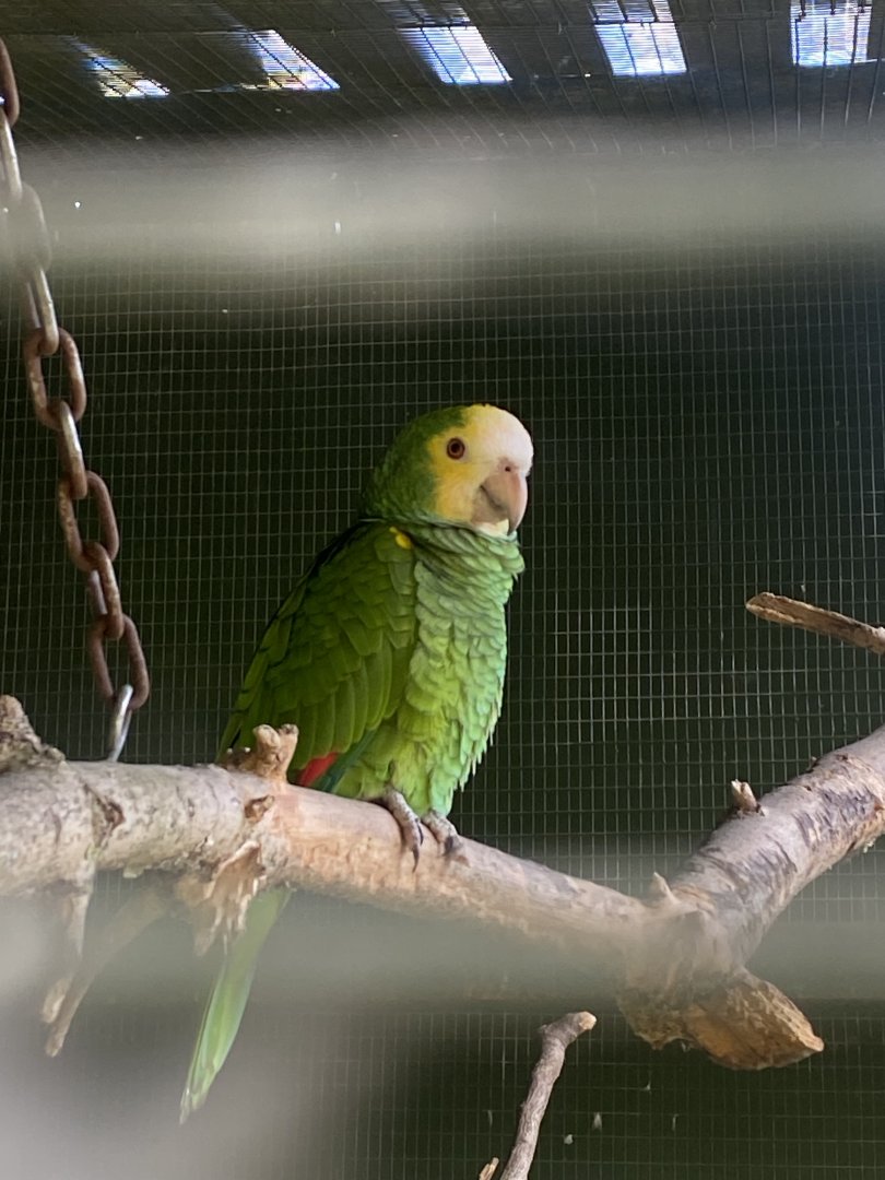 Yellow-shouldered amazon 090525