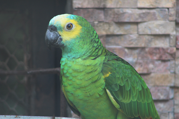 Yellow-shouldered amazon (Amazona aestiva xanthopteryx)