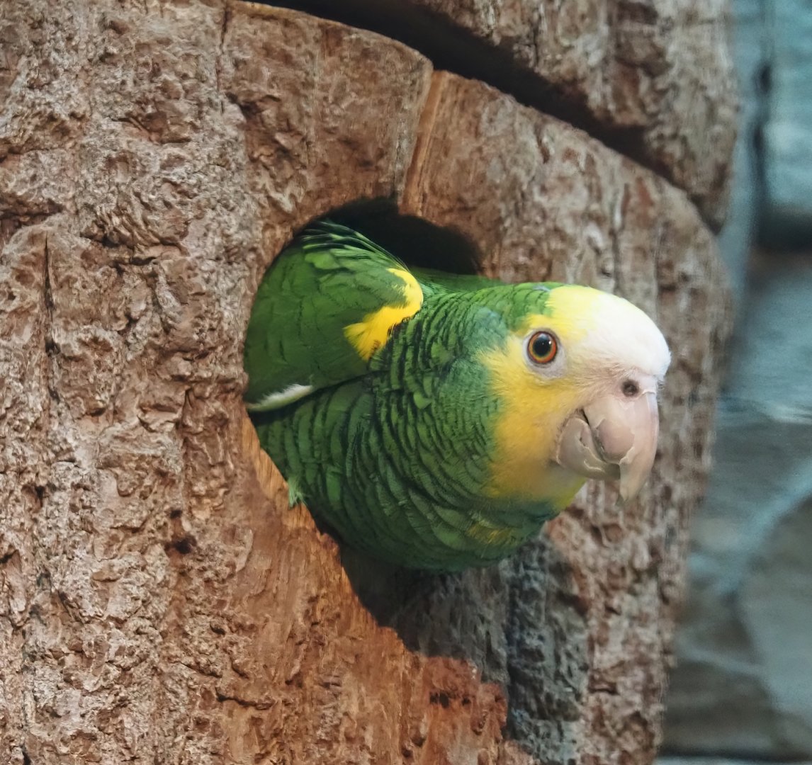 Yellow-shouldered amazon (Amazona barbadensis), 2024-05-22