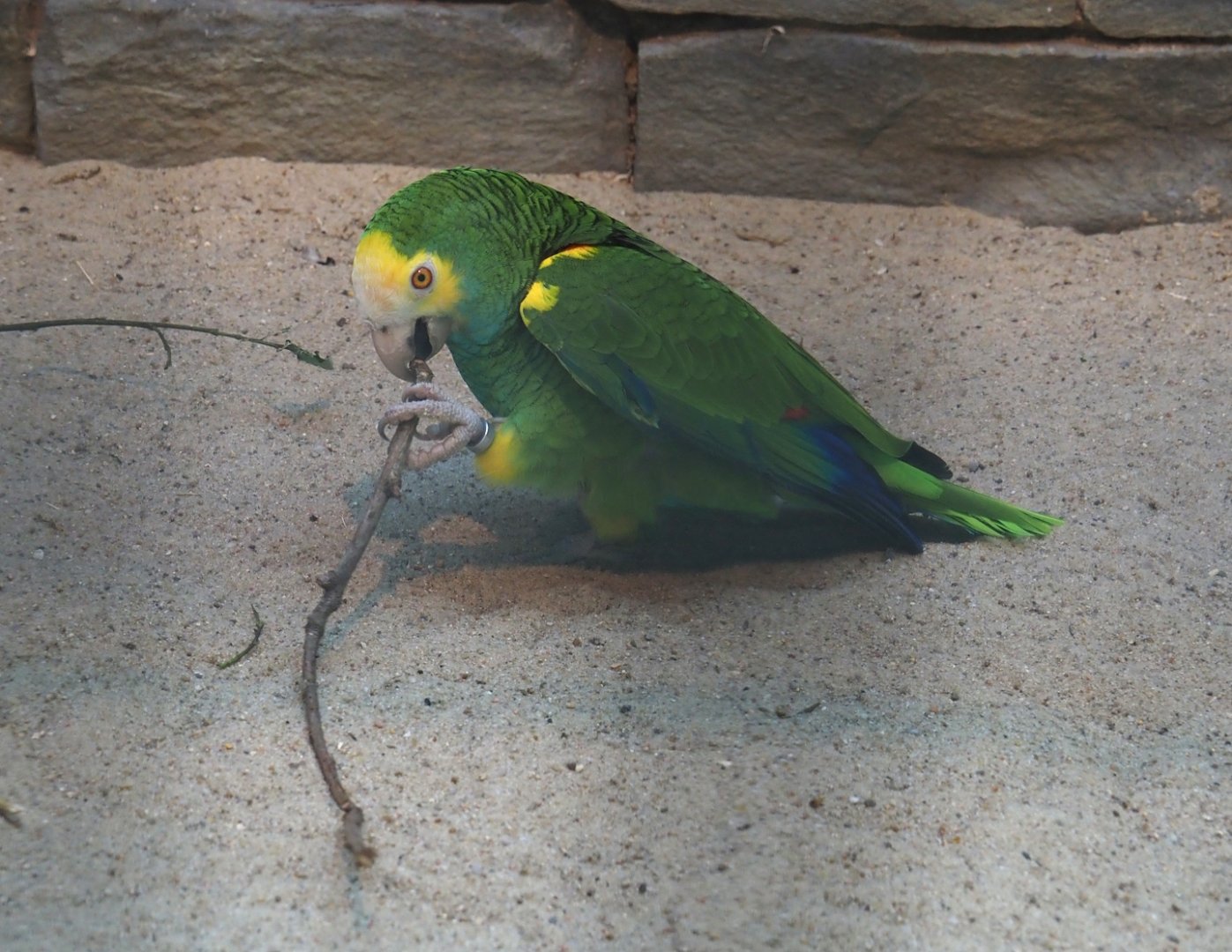 Yellow-shouldered amazon (Amazona barbadensis), 2024-05-23