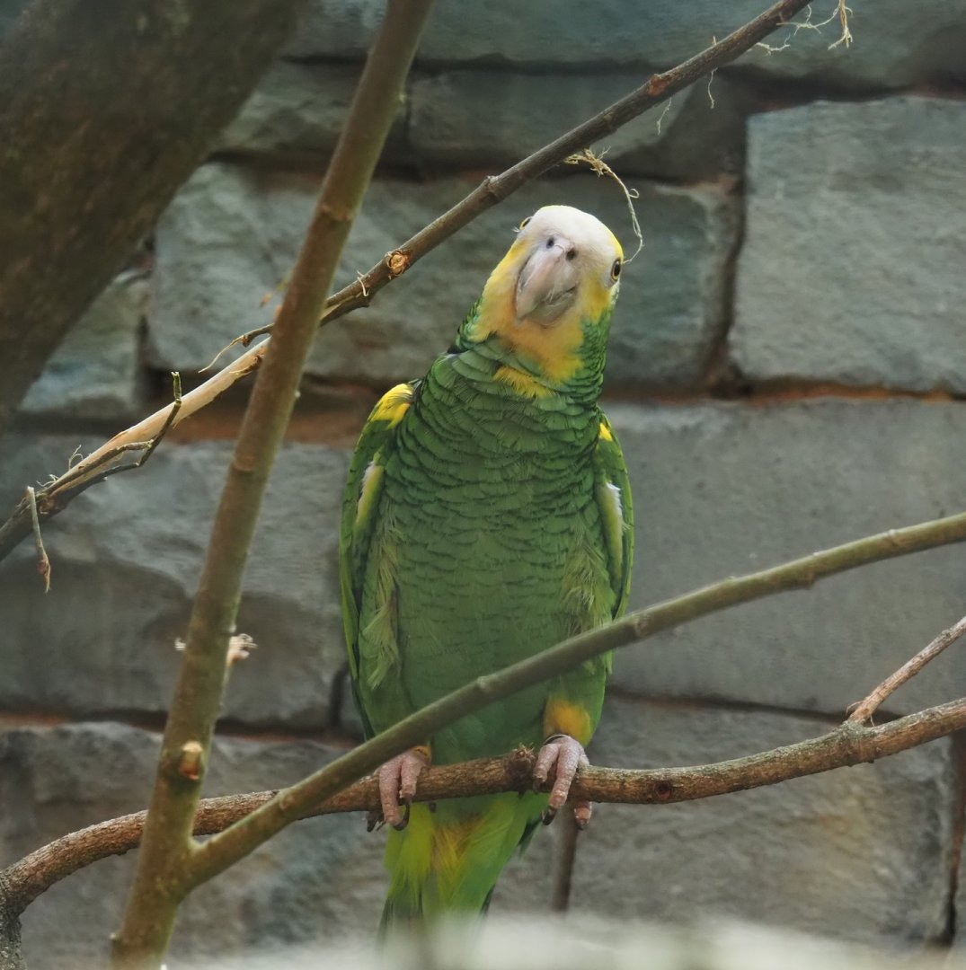 Yellow-shouldered amazon (Amazona barbadensis), 2024-05-23