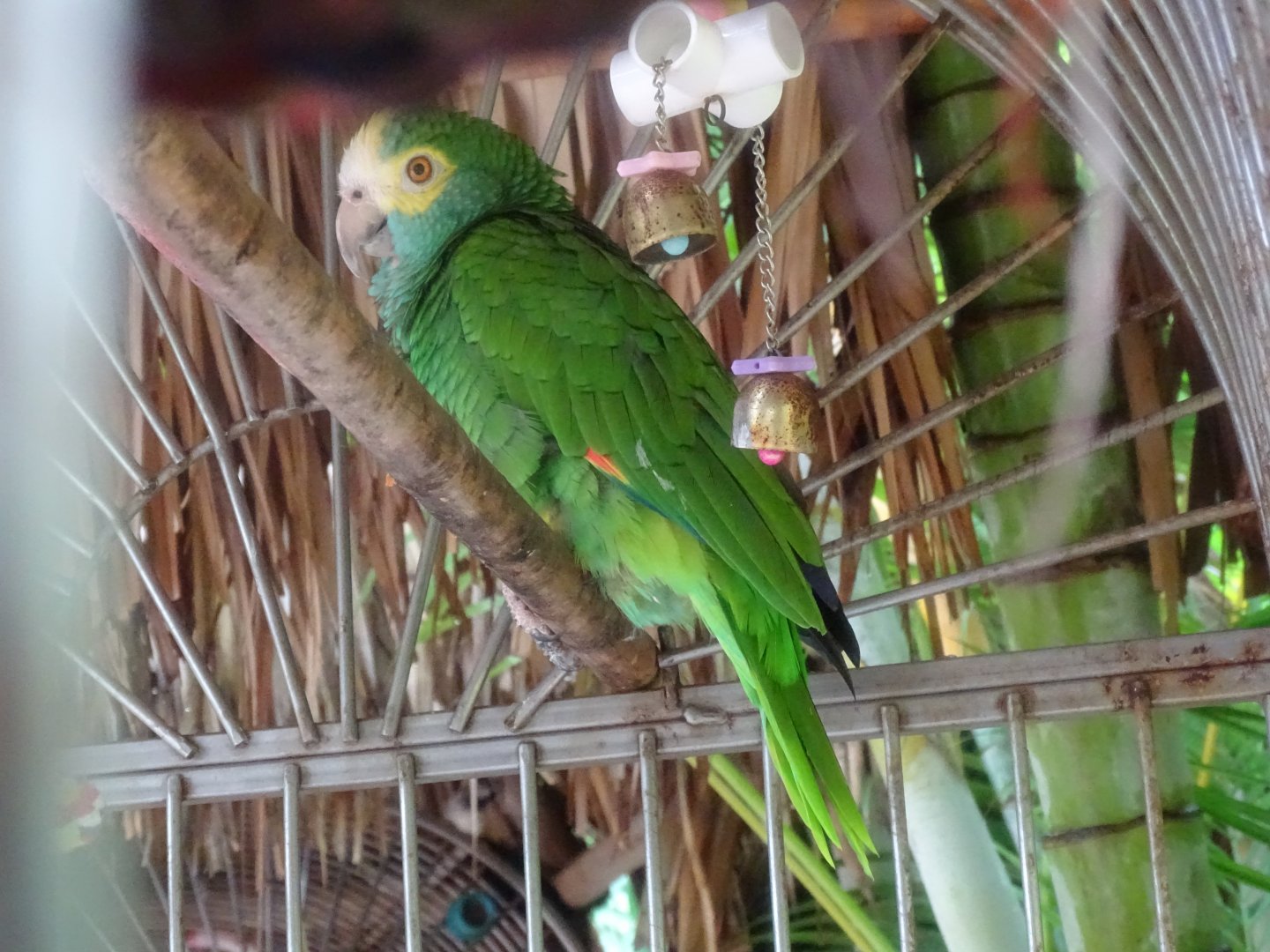 Yellow-shouldered amazon (Amazona barbadensis) In a hotel in Aruba