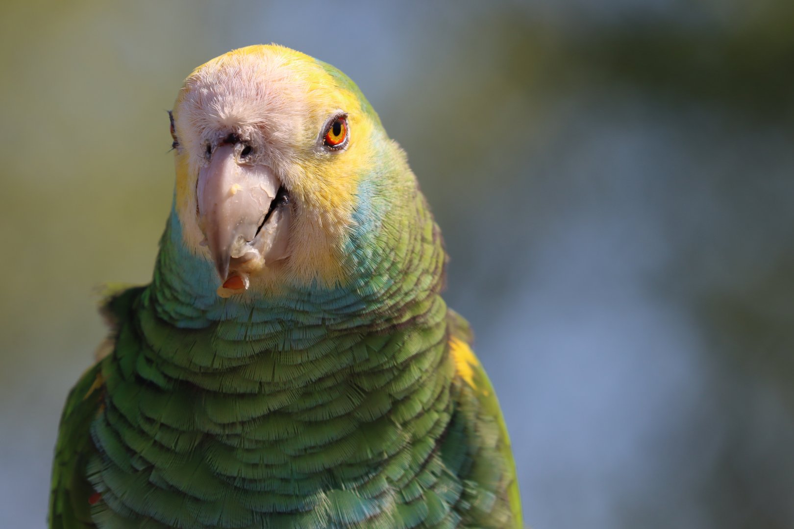Yellow-shouldered amazon (Amazona barbadensis)
