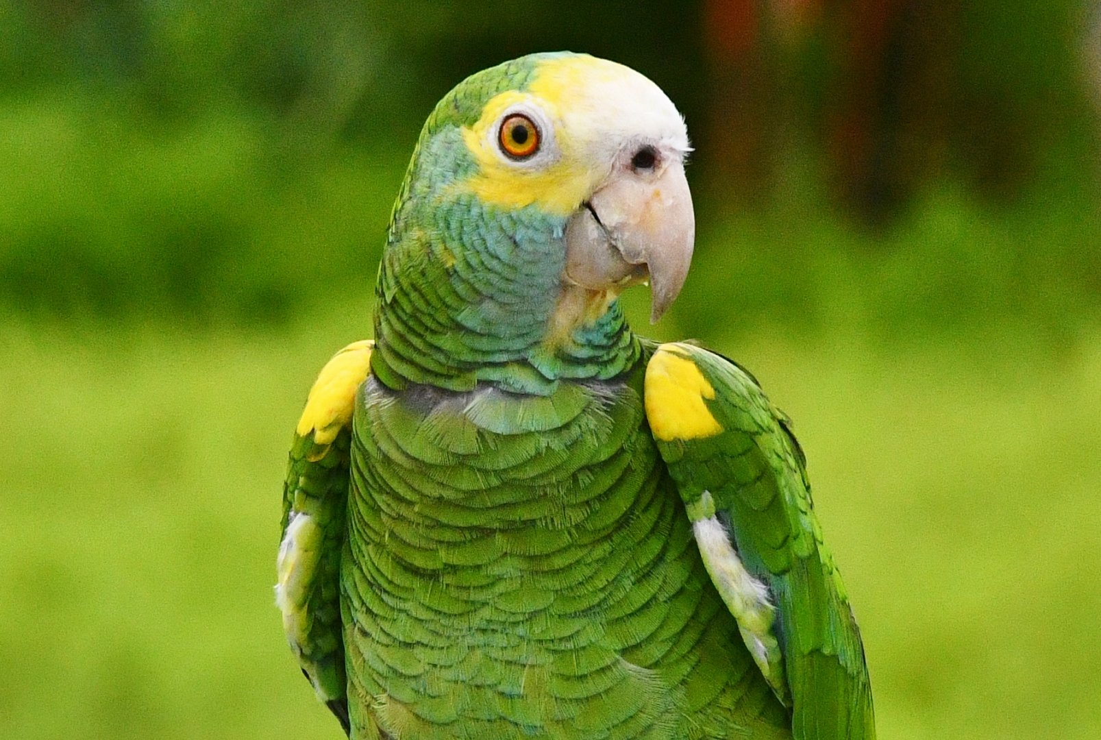 Yellow-shouldered Amazon (Amazona barbadensis)