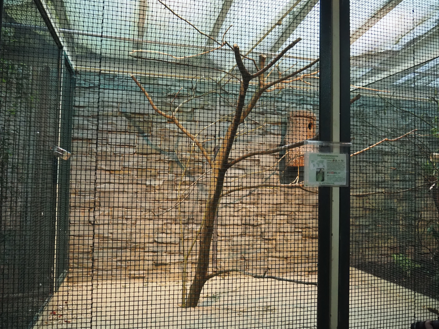 Yellow-shouldered amazon aviary, 2024-05-22